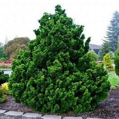 Кипарисовик Граціліс