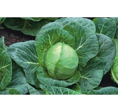 КАПУСТА Білоголова ОРТУС F1 | ORTUS F1, TAKII SEEDS ( 2 500 нас)