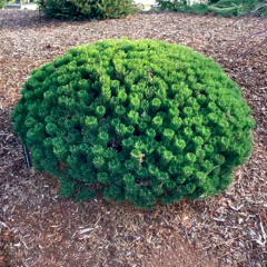 Ялина гірська Шервуд компакт