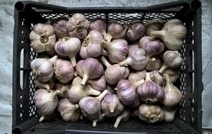 Часник Любаша перша репродукція