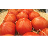 *ТОМАТ МАССОН F1 |MASSON F1, CLAUSE Індетермінантний (Високорослий) 