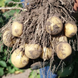 Картопля насіннєва Рів'єра (1 репродукція) 2,5 кг Сертифікована надрання, фракція 35-50мм