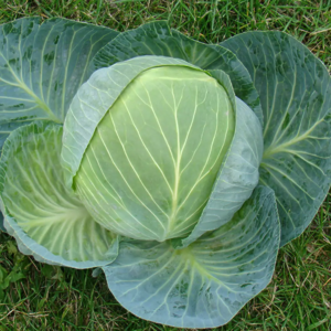 Капуста Центуріон F1 20 шт Професійне Насіння 