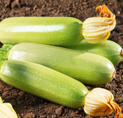 Кабачок Аймаран F1