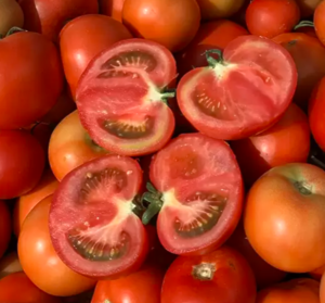 Томат Аудаз F1 500шт