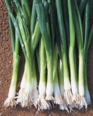 Цибуля на перо Бая Верде F1