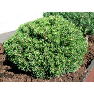 Сосна гірська Бенджамін