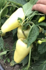 Перець Бора F1 500шт