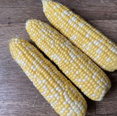 Кукурудза Дефендер F1