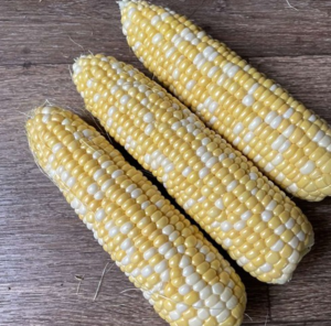 Кукурудза Дефендер F1