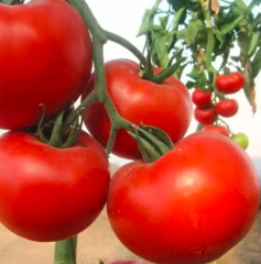 Томат Діаграмма F1