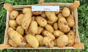 Картопля насіннєва Джолін (1 репродукція) 2,5 кг Сертифікована середньостигла, фракція 35-50мм НОВИНКА