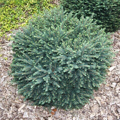 Ялина сербська Карел