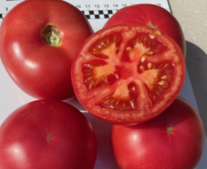 Томат Фаєр F1 