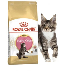 Royal Canin Maine Coon Kitten - сухий корм для кошенят породи мейн-кун (до 15 місяців)