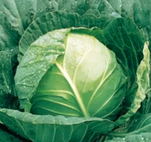 Капуста Грін Фреш F1 2500шт