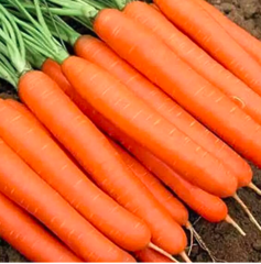 Морква Ханіснек 100.000шт