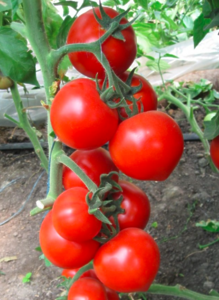 Томат Хітомакс F1