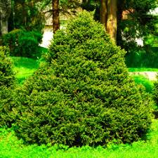 Ялина Олендорфі