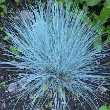 Вівсяниця сиза