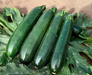 Кабачок Андорра F1 500шт