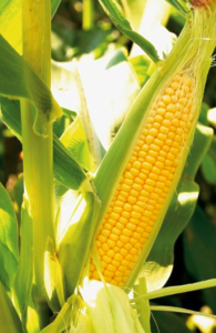 Камук F1 кукурудза  Clause 5 000 шт