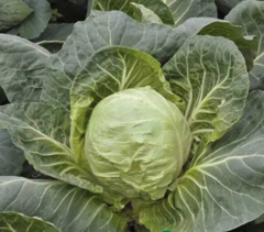 Капуста Канто F1