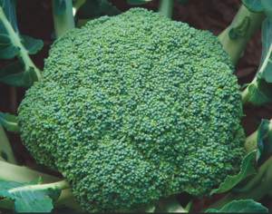 Капуста броколі Кеззі F1