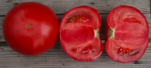 Томат Кібо F1 