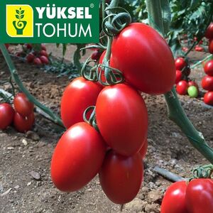 ТОМАТ Колеос (132-111) F1 , Yuksel Seeds 