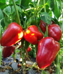 Перець Кора F1