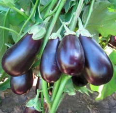 Баклажан KS 1258 F1