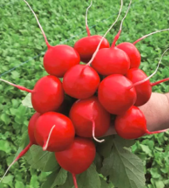 Редиска KS 1297 F1