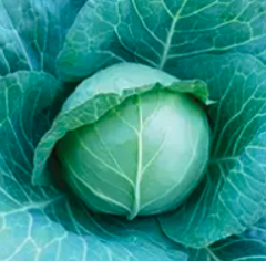 Капуста KS 15 F1