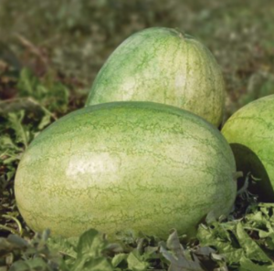 Кавун KS 1819 F1