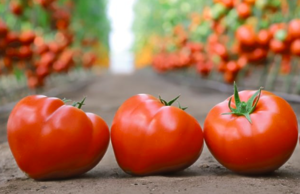 Томат KS 204 F1 