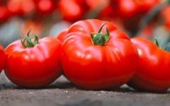 Томат KS 206 F1