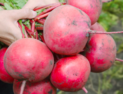 Редиска KS 2078 F1