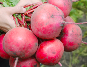 Редиска KS 2078 F1