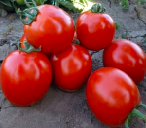 Томат KS 215 F1 