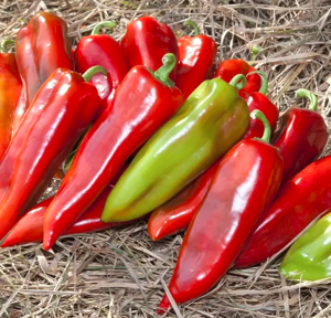 Перець KS 2458 F1