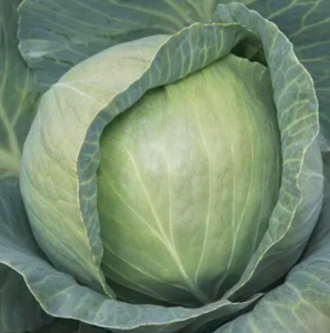 Капуста KS 29 F1