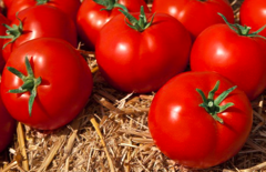 Томат KS 2910 F1