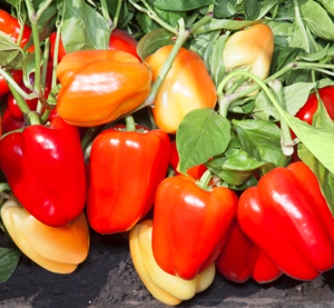 Перець KS 3115 F1