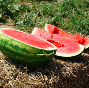 Кавун KS 350 F1