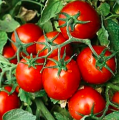 Томат KS 390 F1