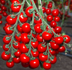 Томат черрі Ітіро KS 4559 F1