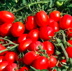 Томат KS 470 F1