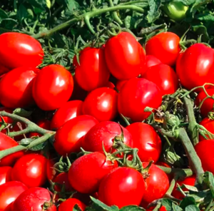 Томат KS 470 F1