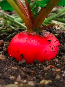 Редиска KS 50 F1